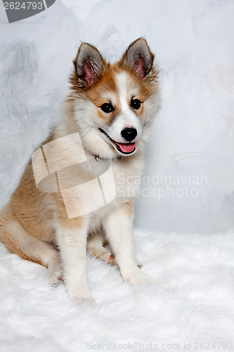 Image of Happy Norwegian lundhund dog