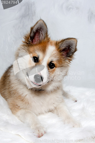 Image of Norwegian lundhund dog