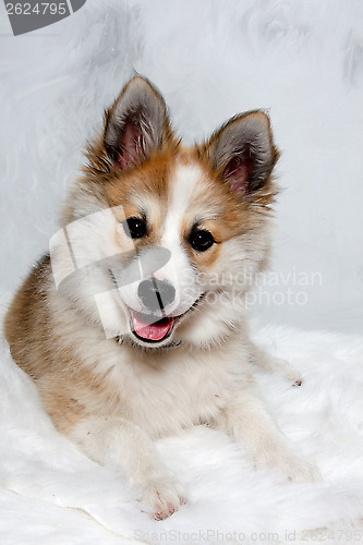 Image of Happy Norwegian lundhund dog