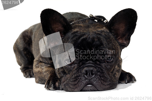 Image of French Bulldog dog on white background