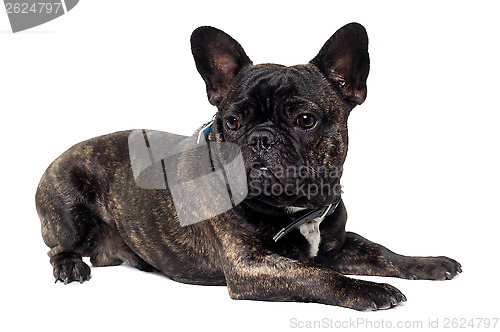 Image of French Bulldog dog on white background