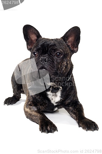 Image of French Bulldog dog on white background
