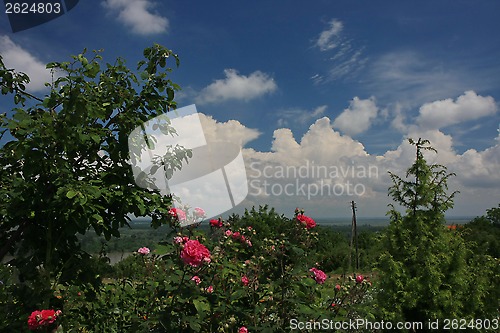 Image of Red roses 