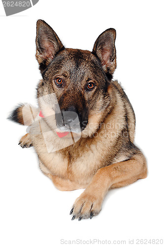 Image of German shepherd dog on white background