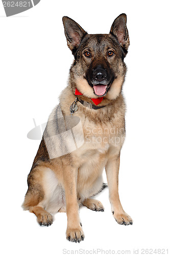 Image of German shepherd dog on white background