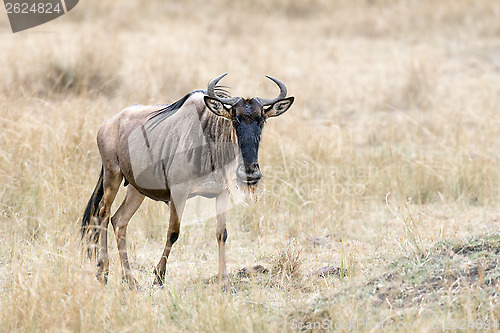 Image of Wildebeest 