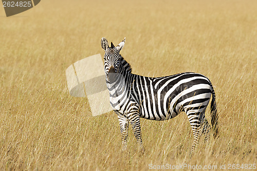 Image of Grant's zebra