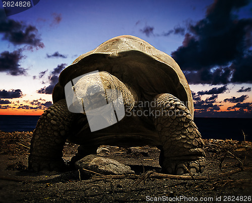 Image of Giant tortoise