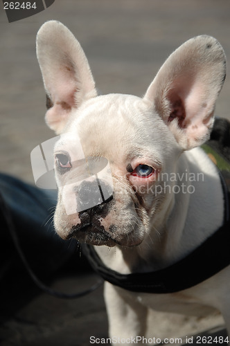 Image of French bulldog