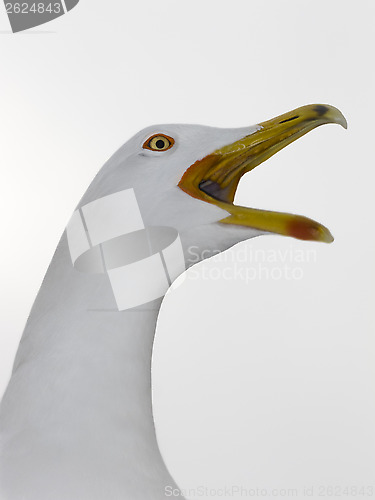 Image of seagull