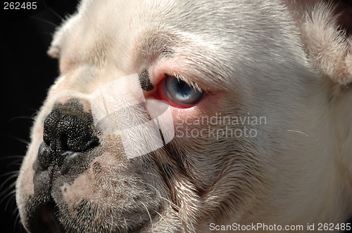 Image of French bulldog face