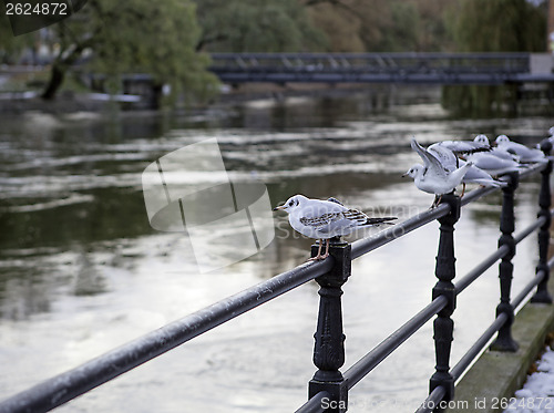 Image of Gulls in a row