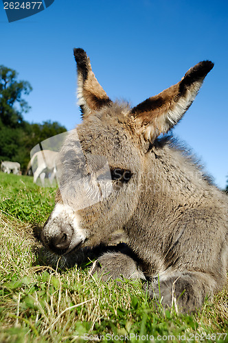 Image of Donkey foal