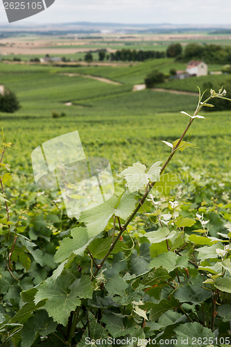 Image of Vineyard landscape, Montagne de Reims, France