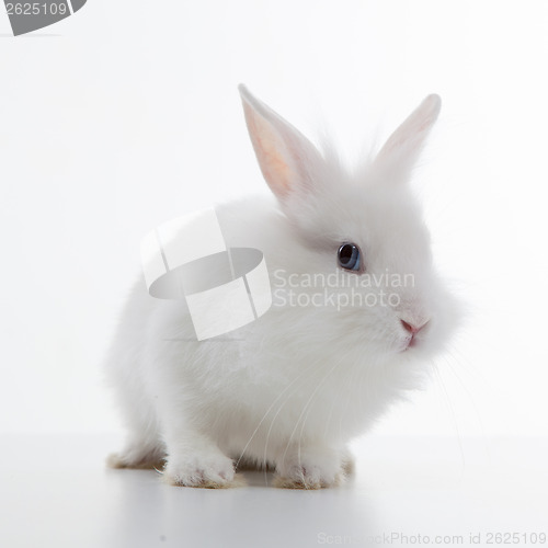 Image of White rabbit isolated on white background