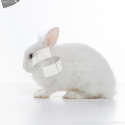 Image of White rabbit isolated on white background