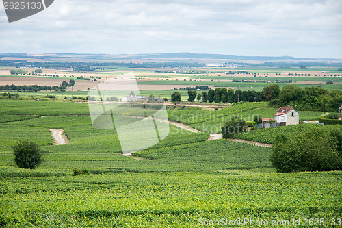 Image of Vineyard landscape, Montagne de Reims, France