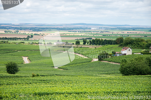 Image of Vineyard landscape, Montagne de Reims, France