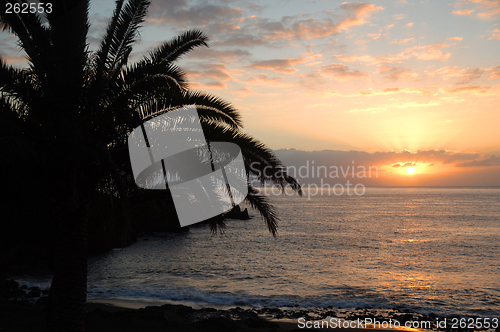Image of Palm and sunset
