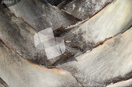 Image of Palm