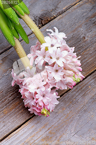 Image of Pink Hyacinths