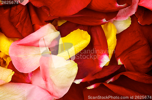 Image of Background of Rose Petals