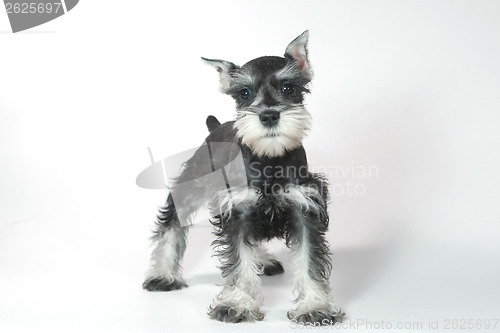 Image of Cute Baby Miniature Schnauzer Puppy Dog on White