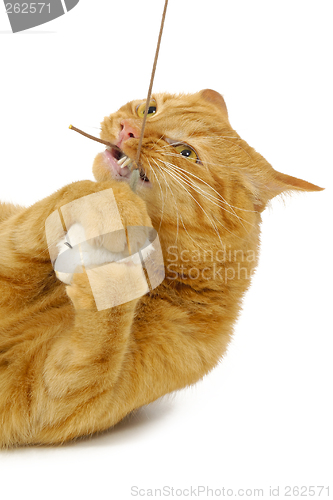 Image of Playful cat and mouse