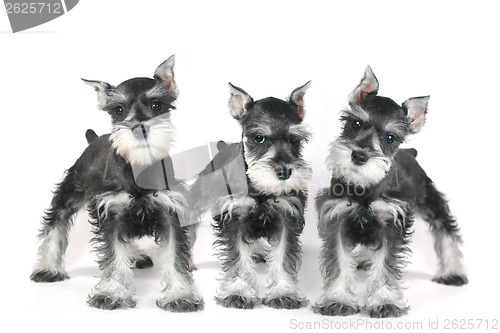 Image of Cute Baby Miniature Schnauzer Puppy Dog on White