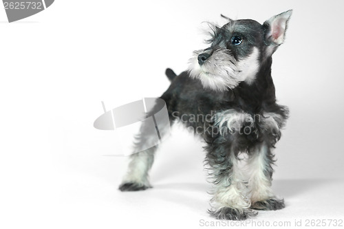 Image of Cute Baby Miniature Schnauzer Puppy Dog on White