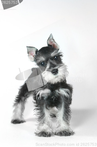 Image of Cute Baby Miniature Schnauzer Puppy Dog on White