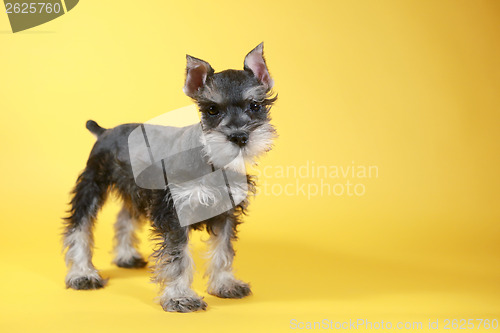 Image of Little Minuature Schnauzer Puppy Dog