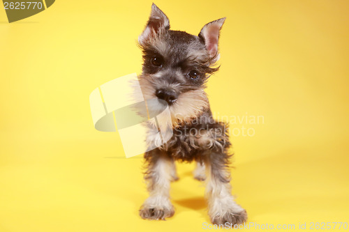 Image of Little Minuature Schnauzer Puppy Dog