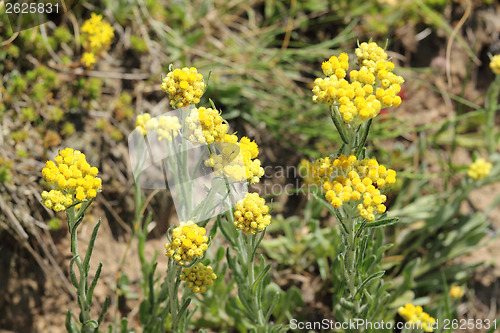 Image of Helichrysum arenarium