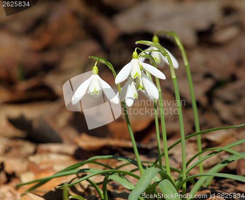 Image of Snowdrops