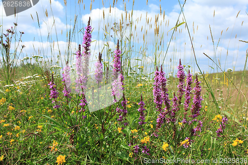 Image of Purple loosestrife