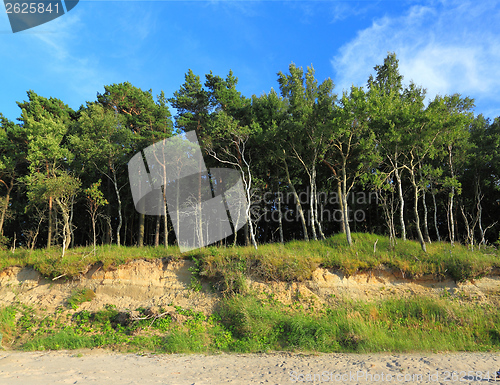Image of Forest and sky.
