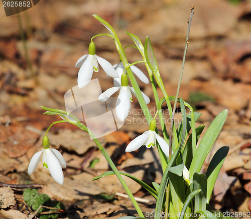 Image of Snowdrops