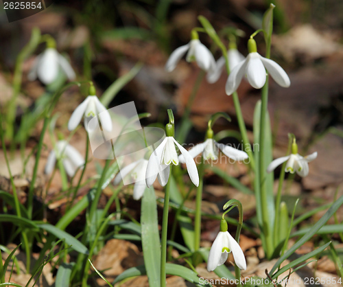 Image of Snowdrops