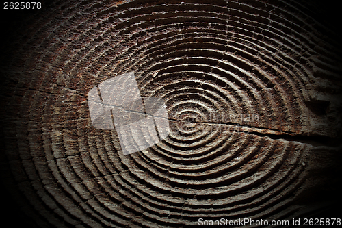 Image of spruce wood rings