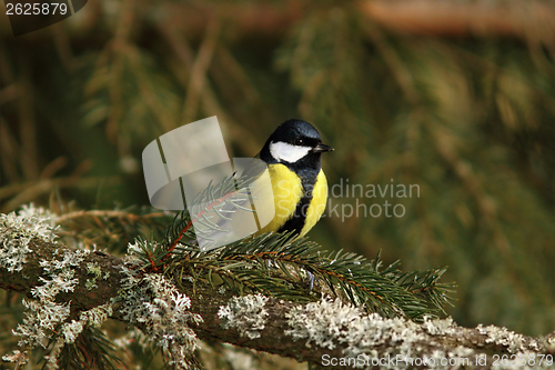 Image of great tit in spruce tree