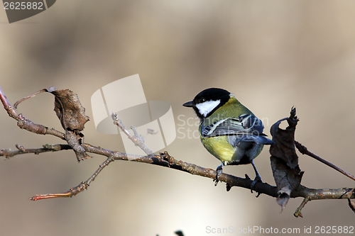 Image of great tit on branch in the garden