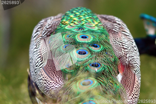 Image of abstract view of a peacock