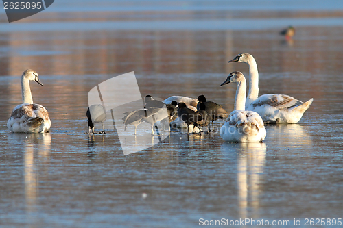 Image of coots and swans flock standing on ice