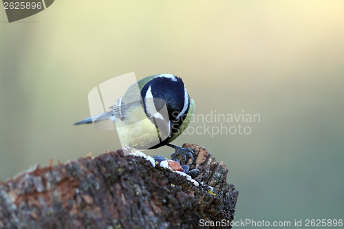 Image of great tit looking for seeds