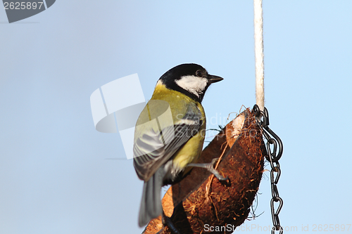 Image of parus major on lard feeder