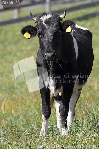 Image of holstein cow looking at the camera