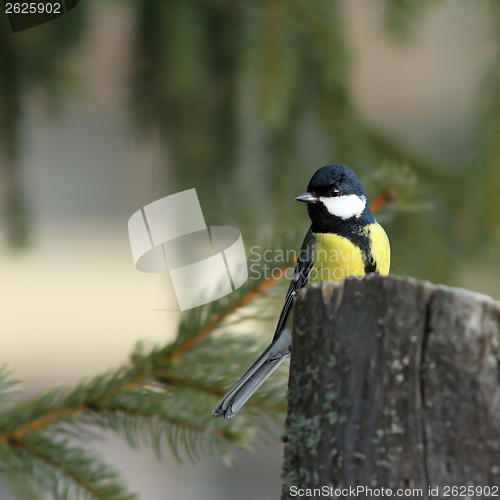 Image of great tit in spruce forest