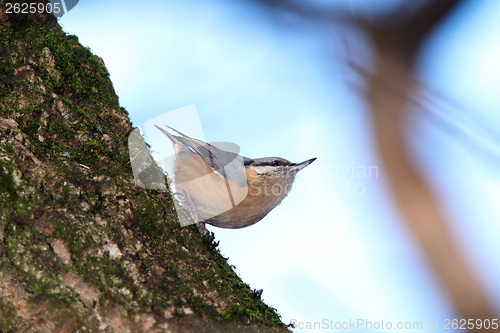 Image of sitta europaea on tree trunk