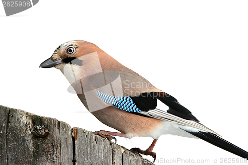 Image of european jay isolated on white